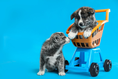 Photo of Cute Akita inu puppies and toy shopping cart on light blue background. Lovely dogs