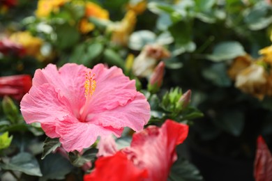 Photo of Hibiscus bush with beautiful pink flower, closeup