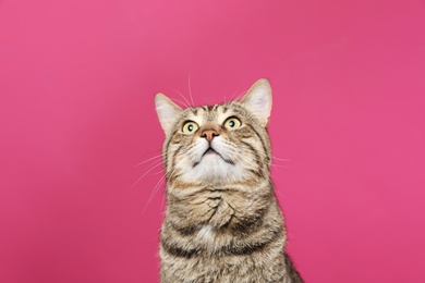 Photo of Cute tabby cat on color background. Friendly pet