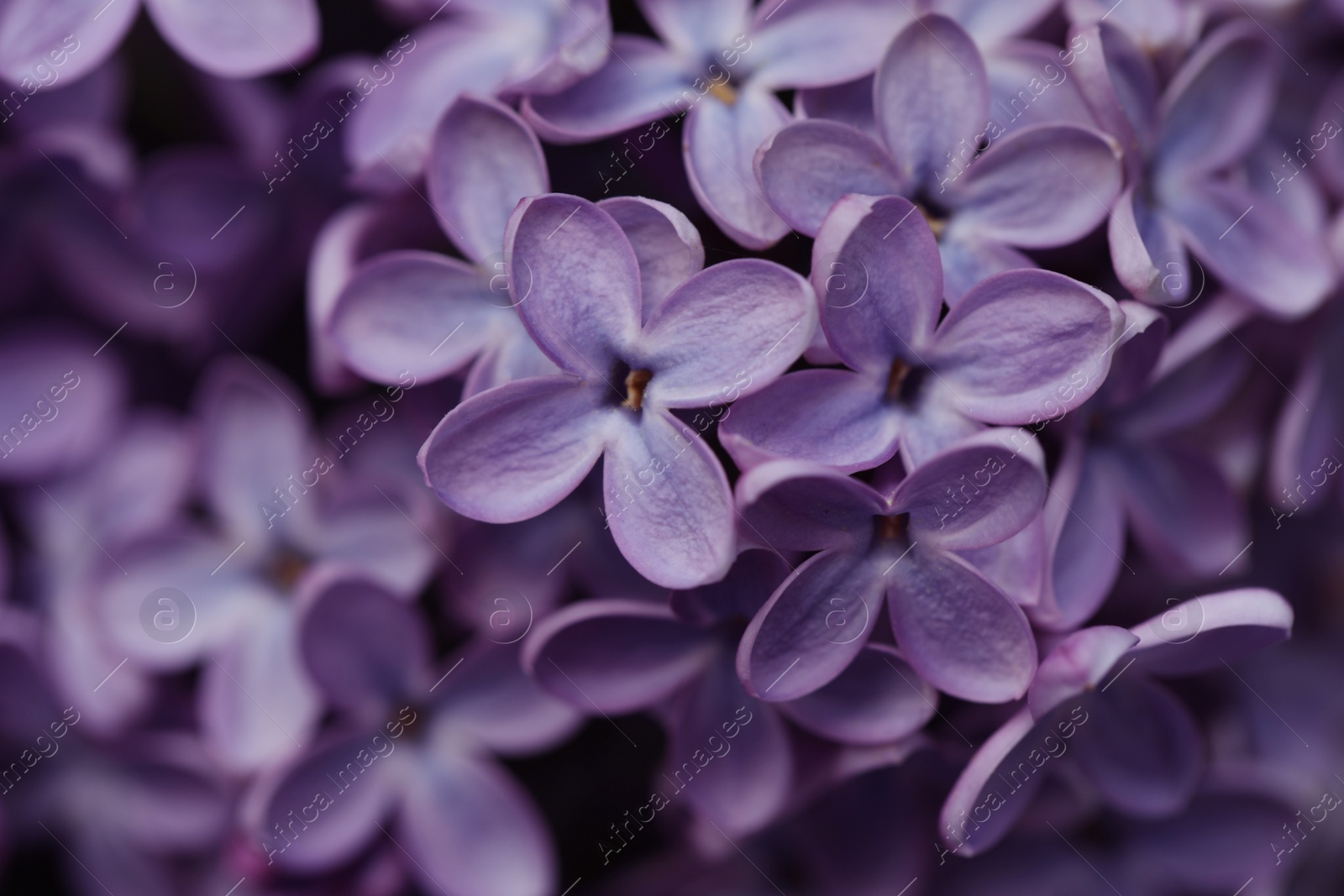 Photo of Closeup view of beautiful blossoming lilac as background