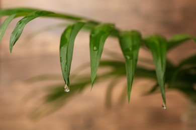 Photo of Beautiful leaves with water drops on blurred background, closeup