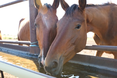 Photo of Chestnut horses drinking water outdoors on sunny day. Beautiful pet