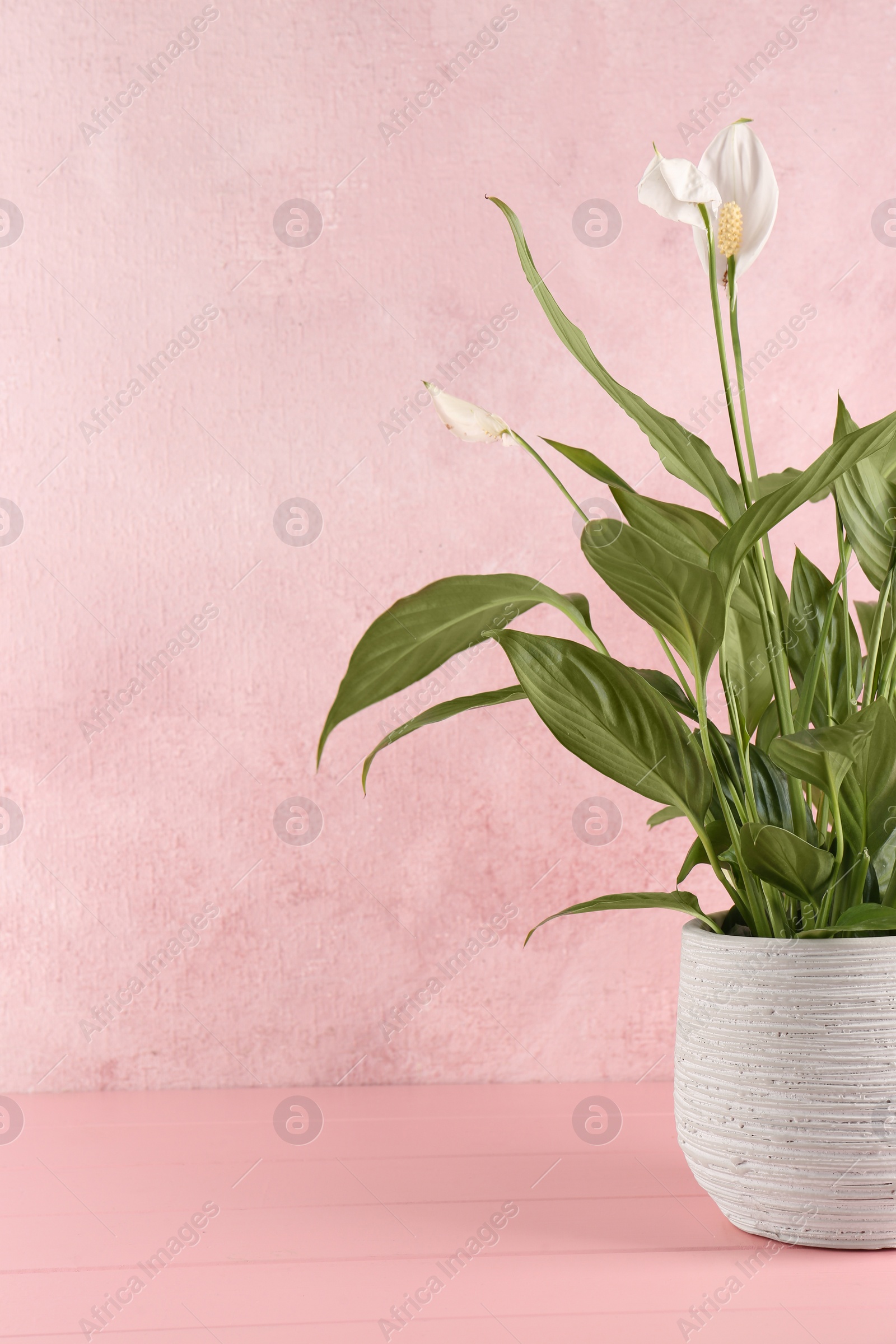 Photo of Blooming spathiphyllum in pot on pink wooden table, space for text. Beautiful houseplant