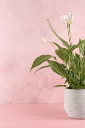 Blooming spathiphyllum in pot on pink wooden table, space for text. Beautiful houseplant