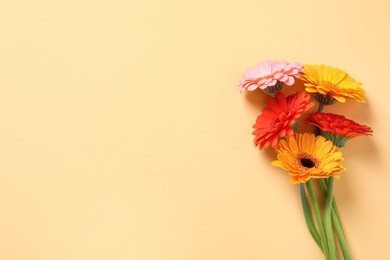 Beautiful colorful gerbera flowers on beige background, flat lay. Space for text