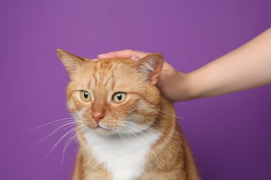Photo of Woman petting cute ginger cat on purple background, closeup. Adorable pet