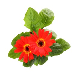 Photo of Beautiful blooming gerbera flower on white background, top view