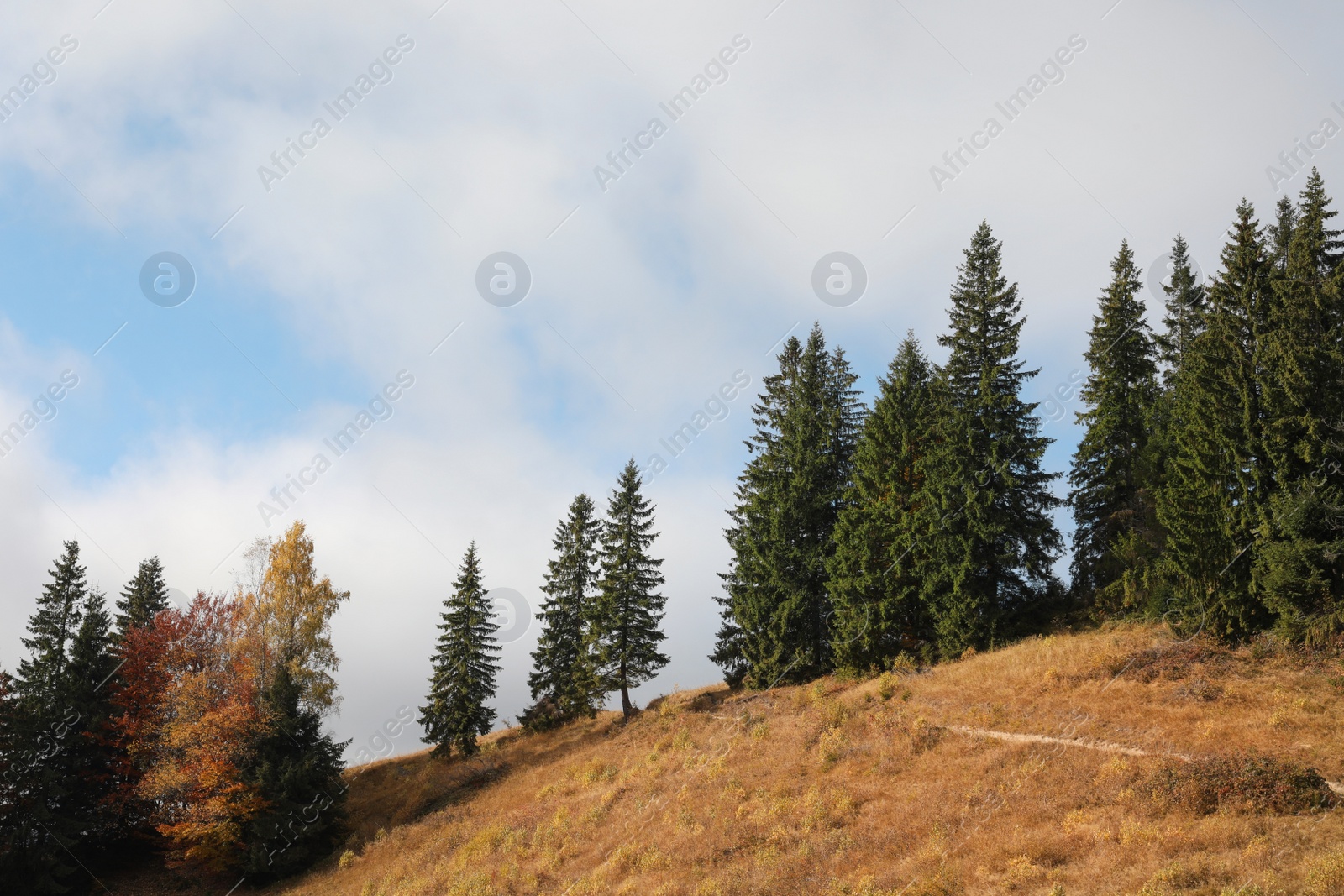 Photo of Picturesque view of mountain slope with beautiful trees and path on autumn day