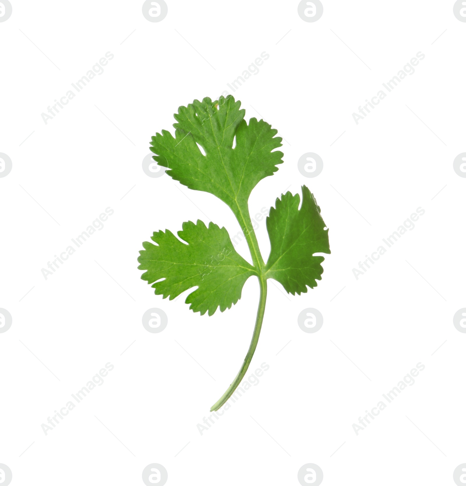 Photo of Aromatic fresh green cilantro isolated on white