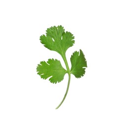 Aromatic fresh green cilantro isolated on white