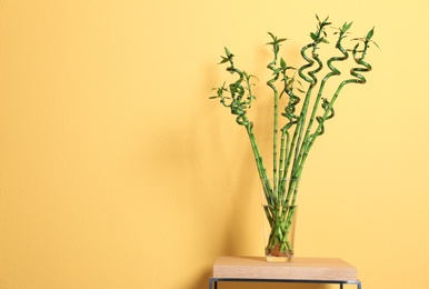 Vase with green bamboo on table against color background. Space for text