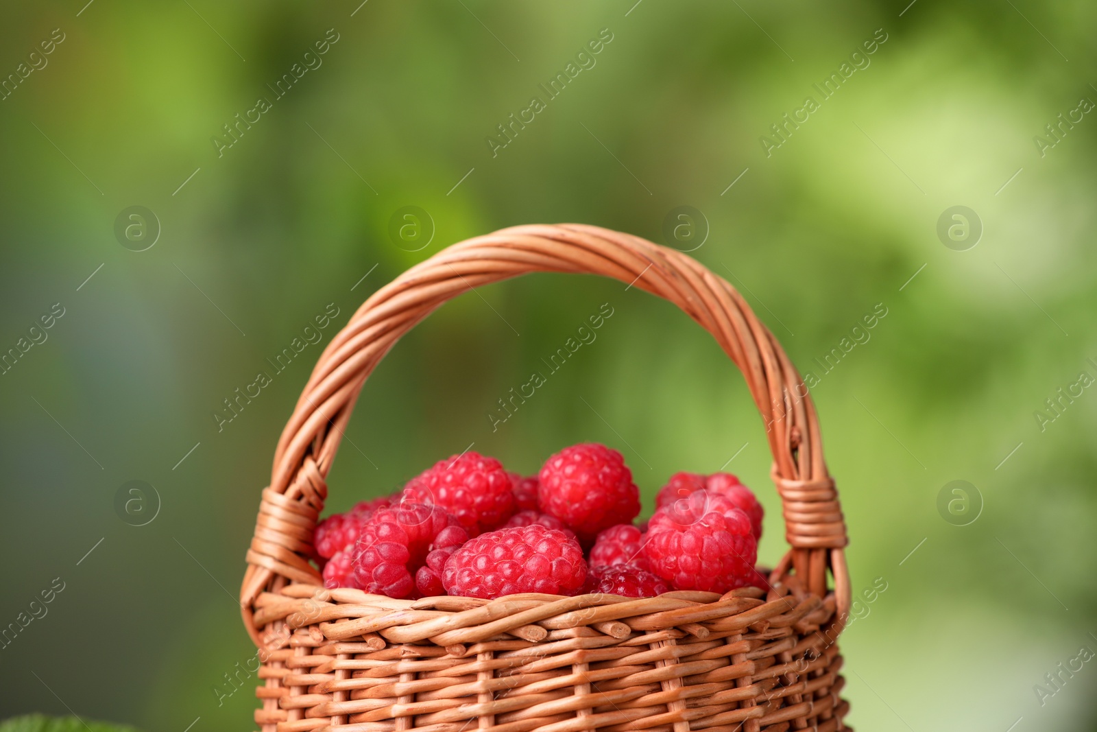 Photo of Tasty ripe raspberries in wicker basket on blurred green background, closeup