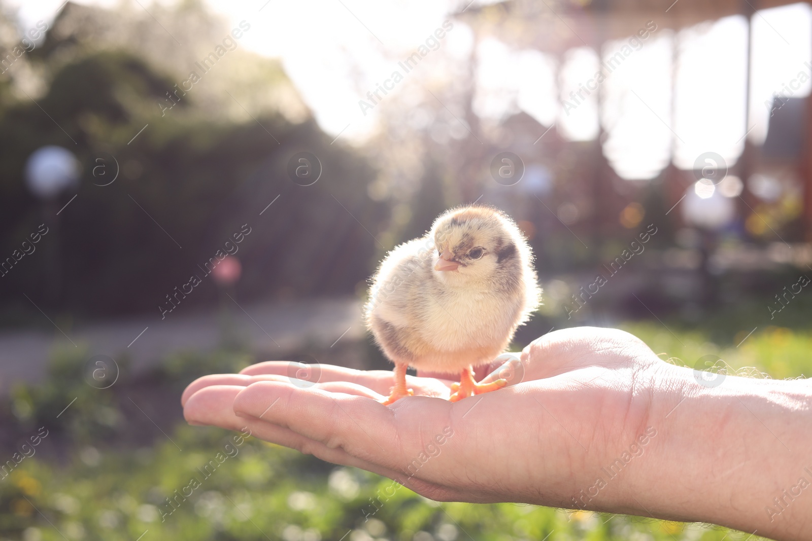 Photo of Man with cute chick on sunny day, closeup. Baby animal