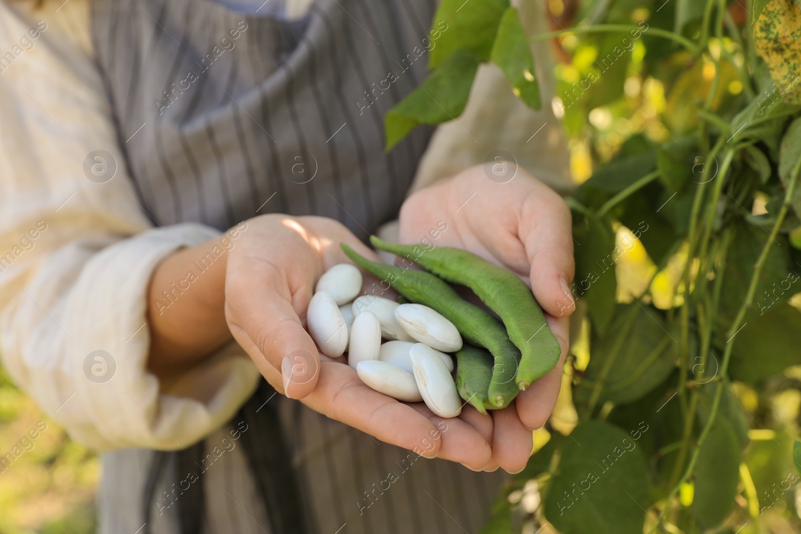 Photo of Woman showing fresh green and white beans in garden, closeup