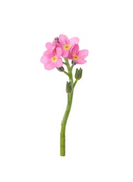 Photo of Delicate pink Forget-me-not flowers on white background