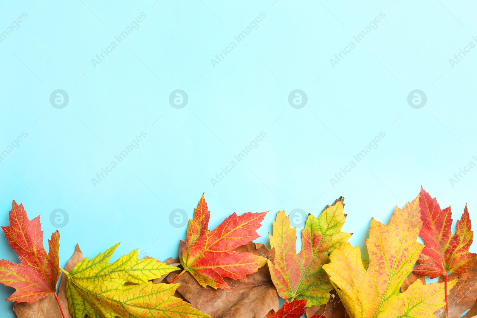 Photo of Colorful autumn leaves on light blue background, flat lay. Space for text