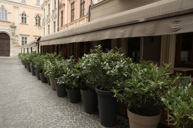 Photo of Beautiful bright bushes in plant pots on city street