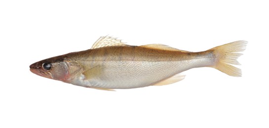 Photo of Fresh raw pike perch isolated on white. River fish