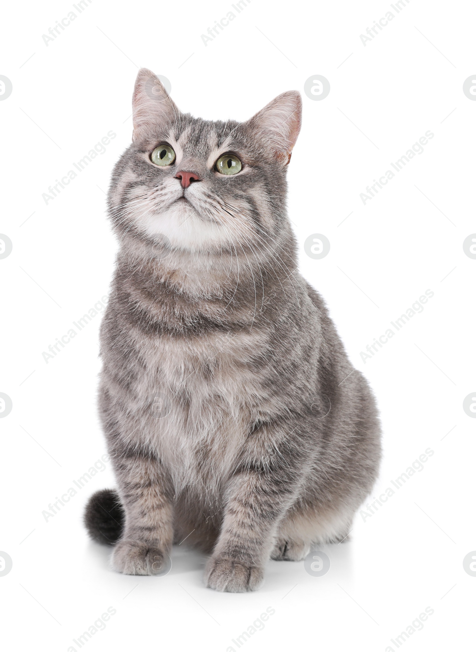 Photo of Portrait of gray tabby cat on white background. Lovely pet