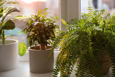 Different potted plants on window sill at home