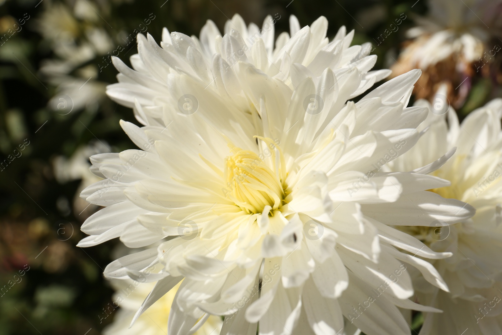 Photo of Beautiful yellow chrysanthemum flower growing outdoors, closeup