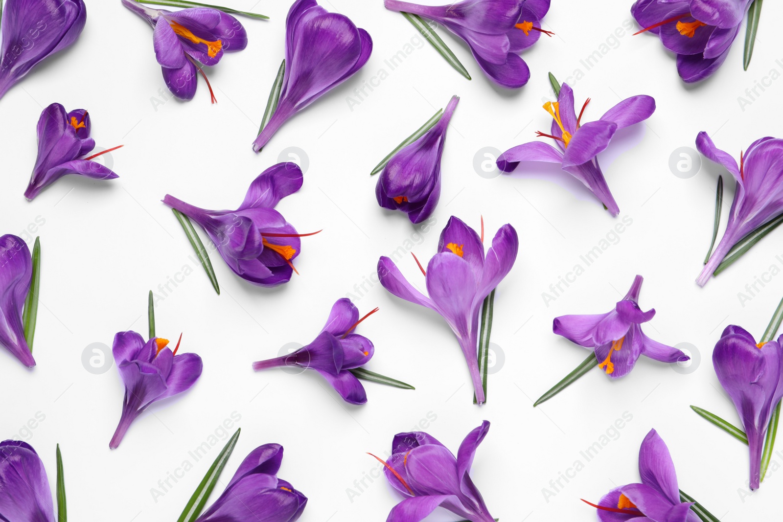 Photo of Beautiful Saffron crocus flowers on white background, flat lay