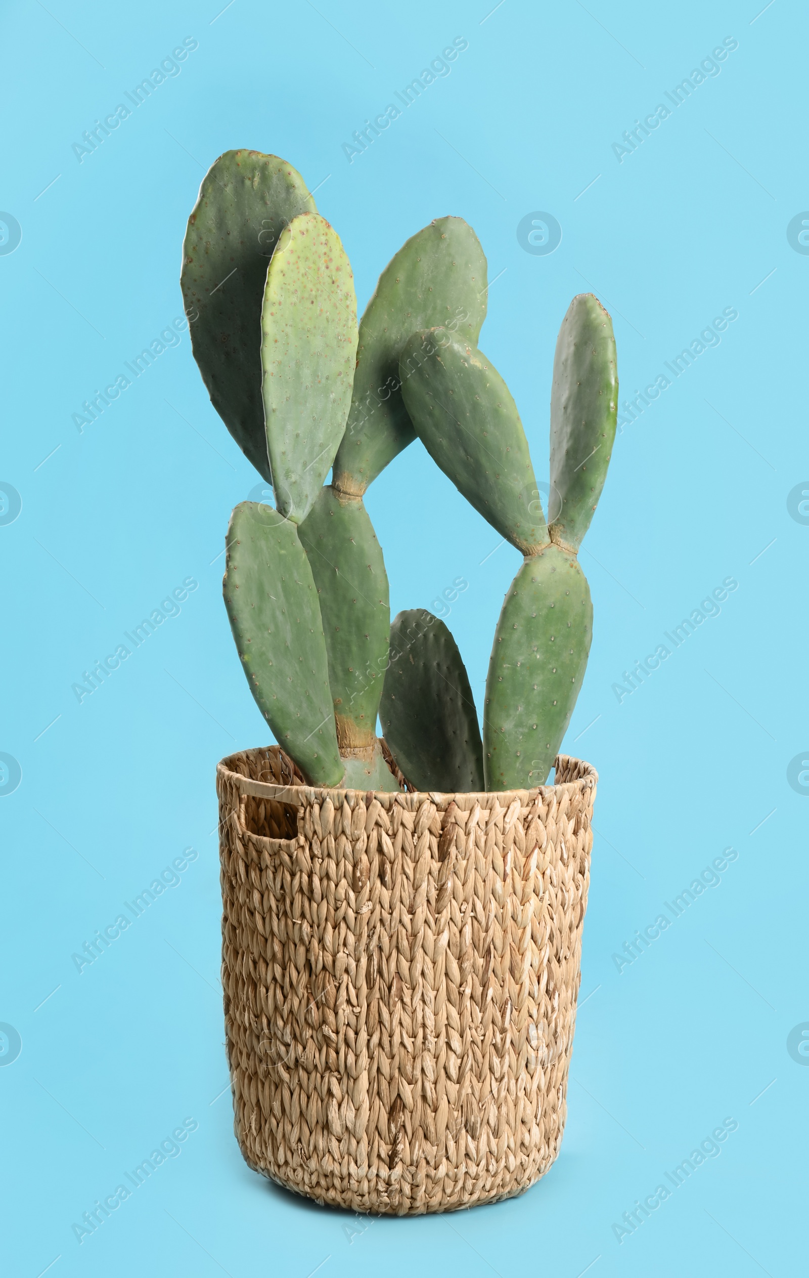 Photo of Beautiful cactus on light blue background. Tropical plant