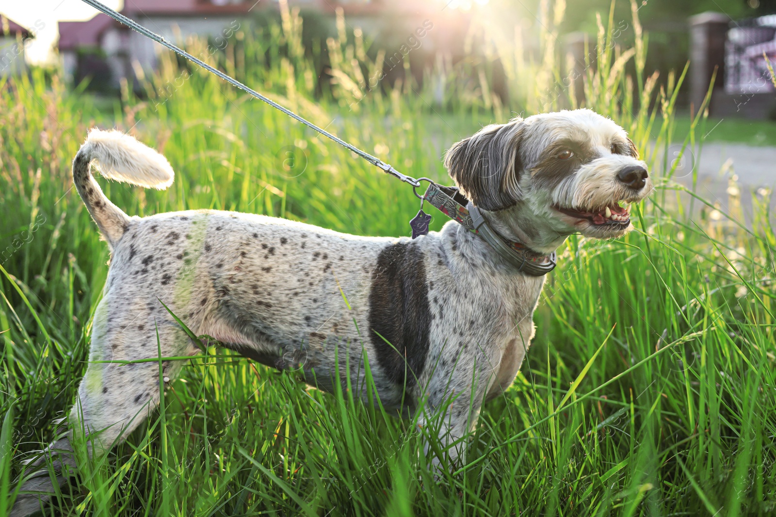 Photo of Cute dog with leash in green grass outdoors