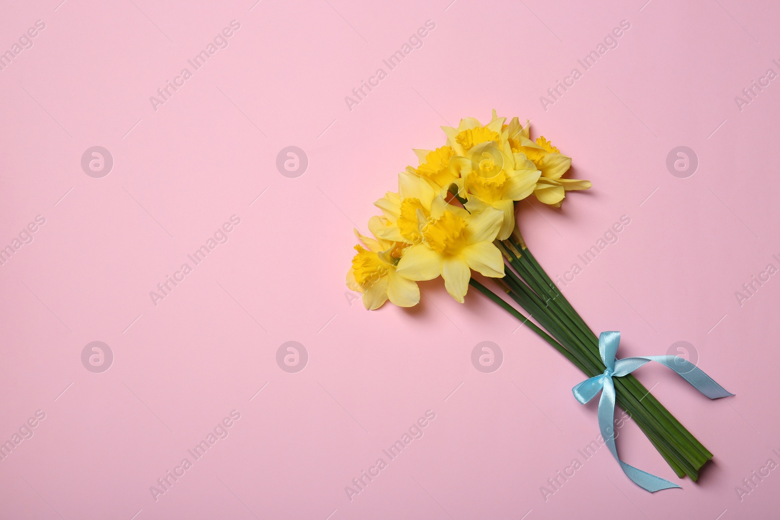 Photo of Bouquet of beautiful yellow daffodils on pink background, top view. Space for text