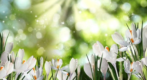 Beautiful spring crocus flowers outdoors on sunny day. Banner design 