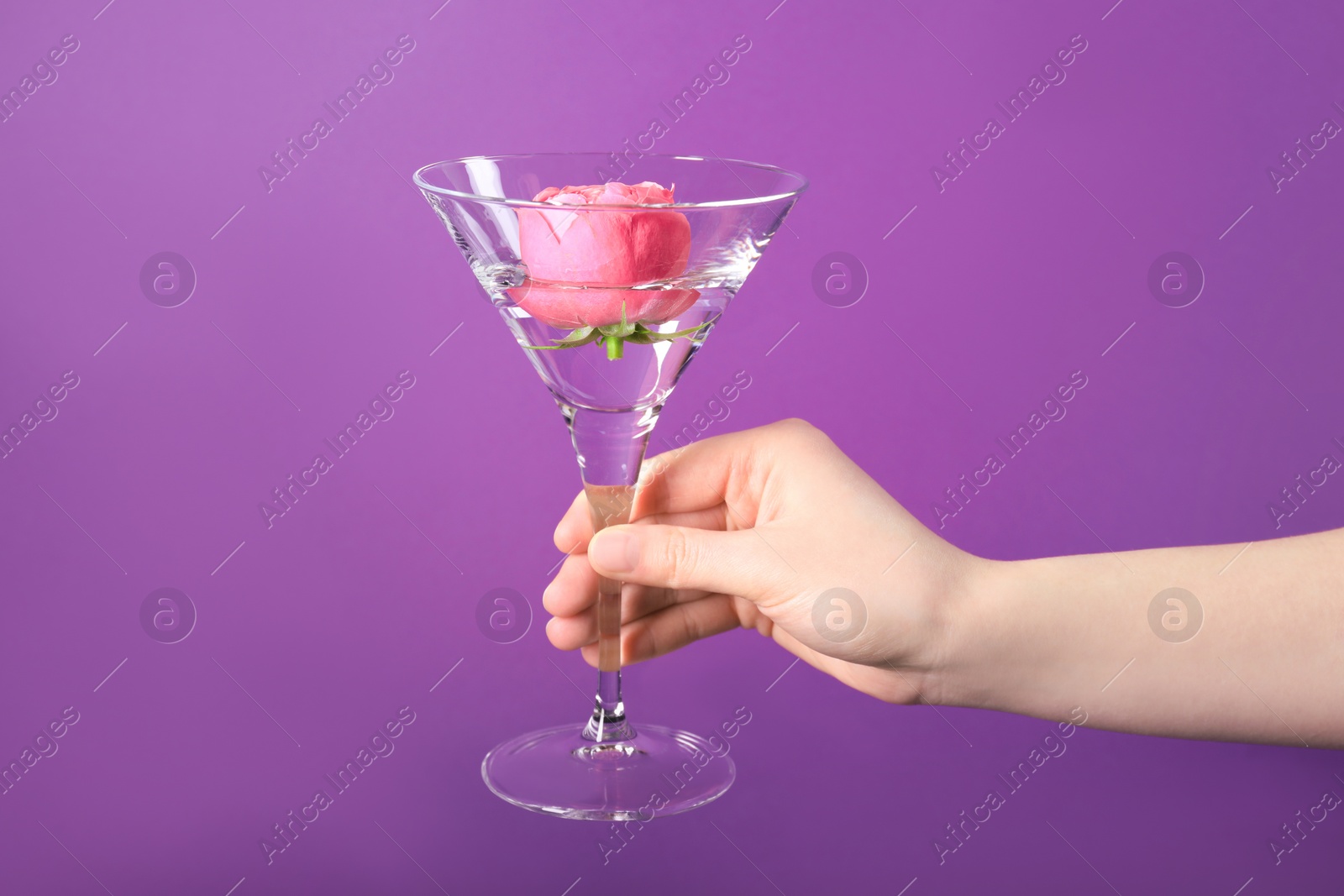 Photo of Woman holding beautiful martini glass with water and pink flower on purple background, closeup