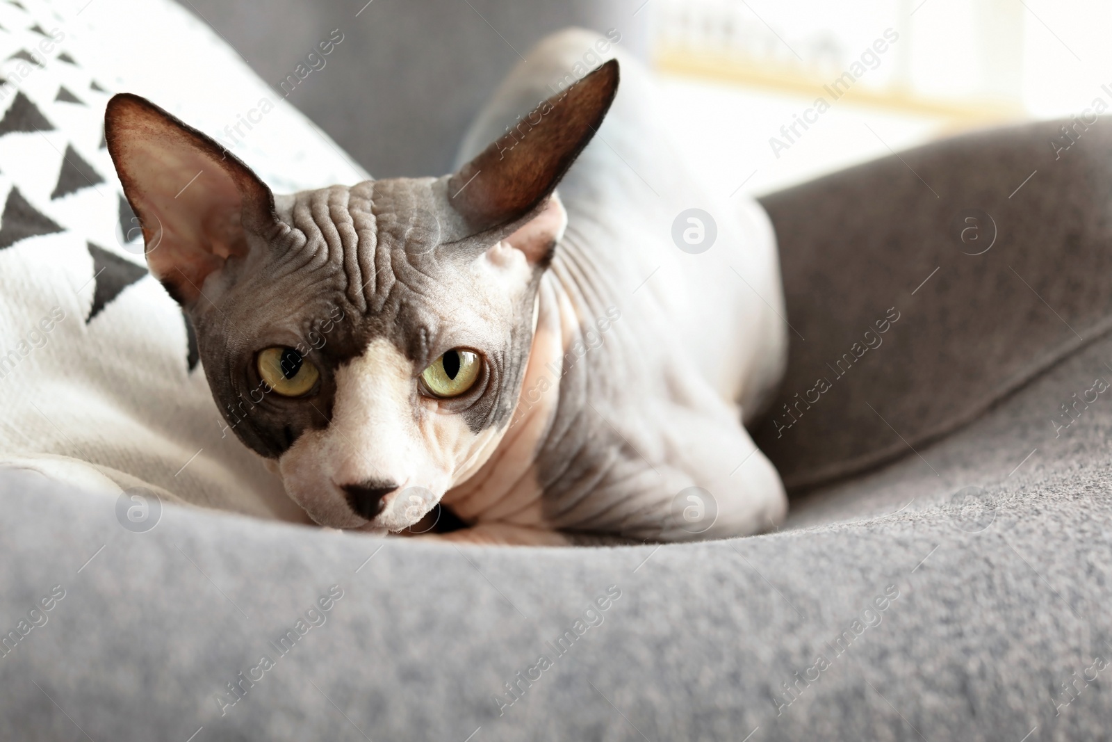 Photo of Sphynx cat resting on armchair at home