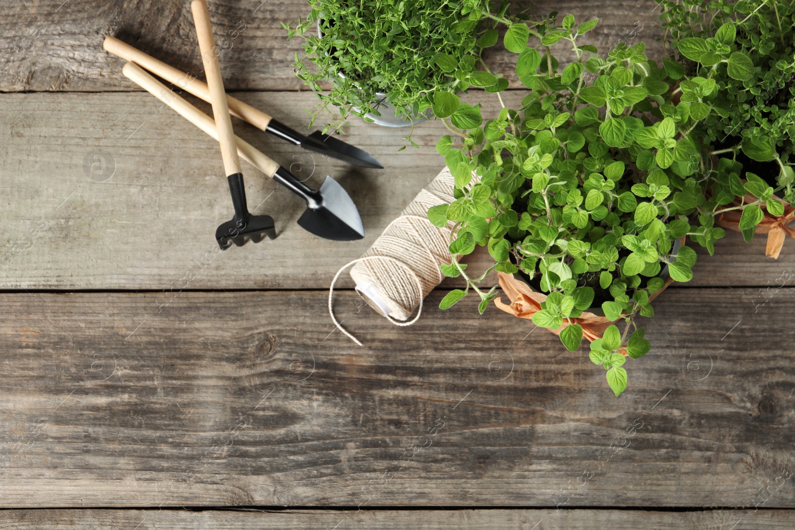 Photo of Different aromatic potted herbs, gardening tools and spool of thread on wooden table, flat lay. Space for text