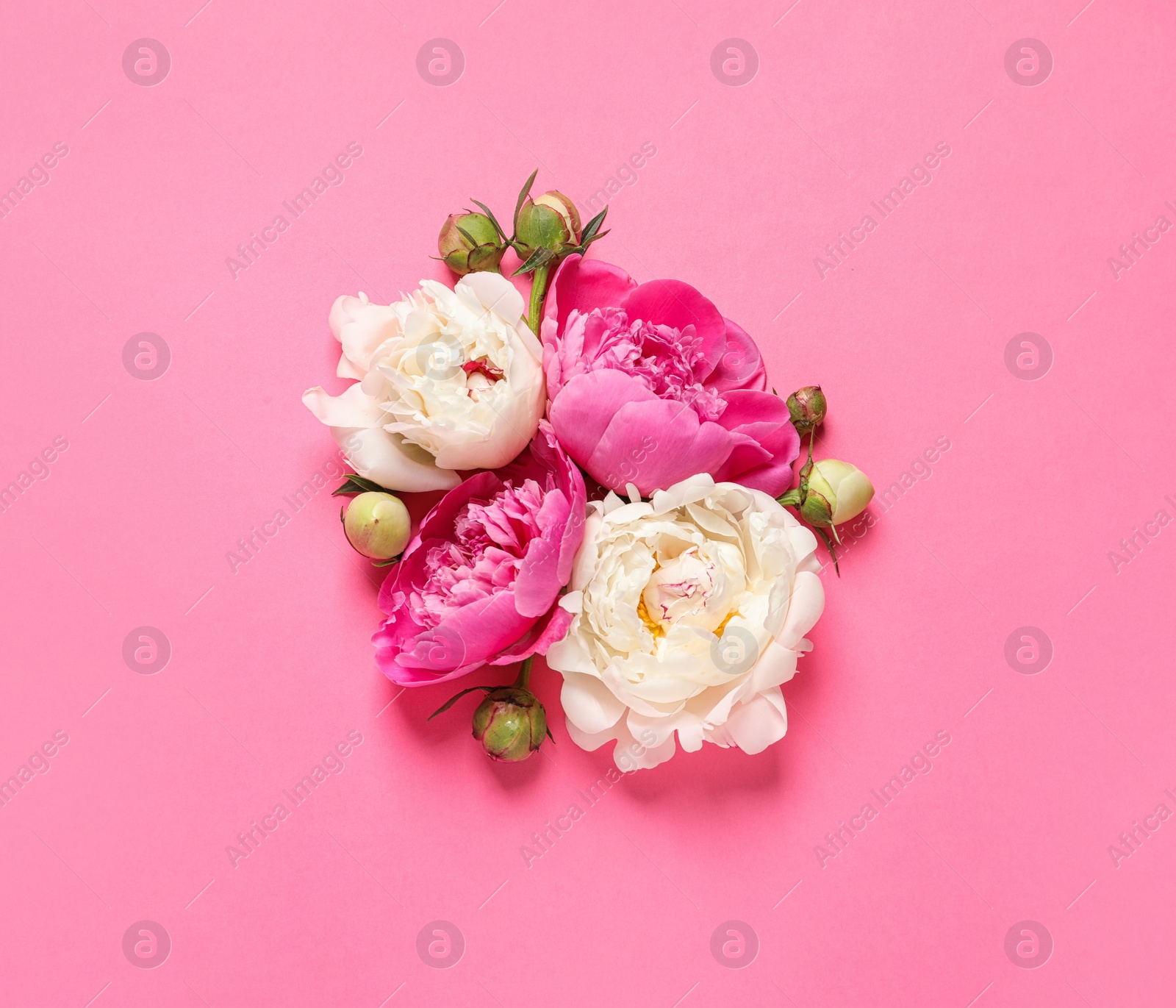 Photo of Beautiful peonies on color background, flat lay