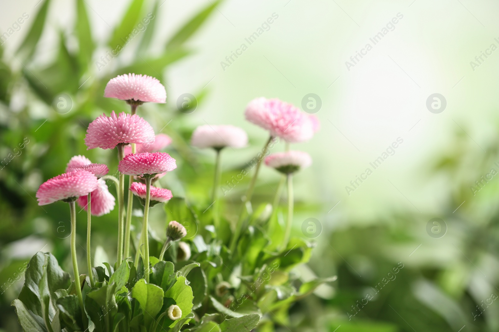 Photo of Beautiful blooming daisies against blurred background, space for text. Spring flowers