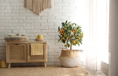 Stylish room interior with wooden cabinet and potted kumquat tree near white brick wall