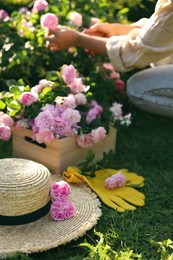 Photo of Straw hat, gloves, beautiful tea roses and blurred view of woman working in garden on background