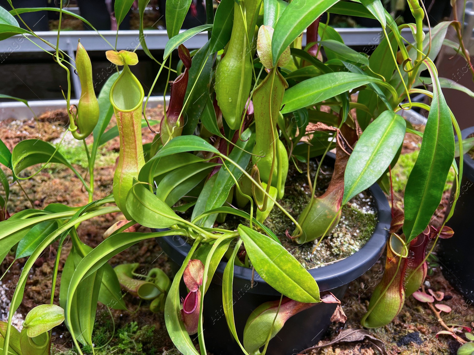 Photo of Beautiful potted pitcher plant growing in greenhouse