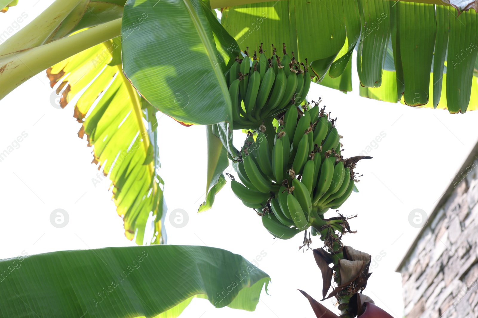 Photo of Tropical plant with green leaves and ripening bananas outdoors