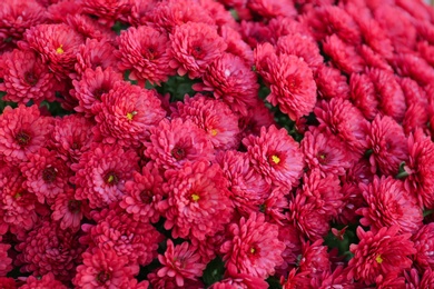 Beautiful fresh bouquet of colorful chrysanthemum flowers