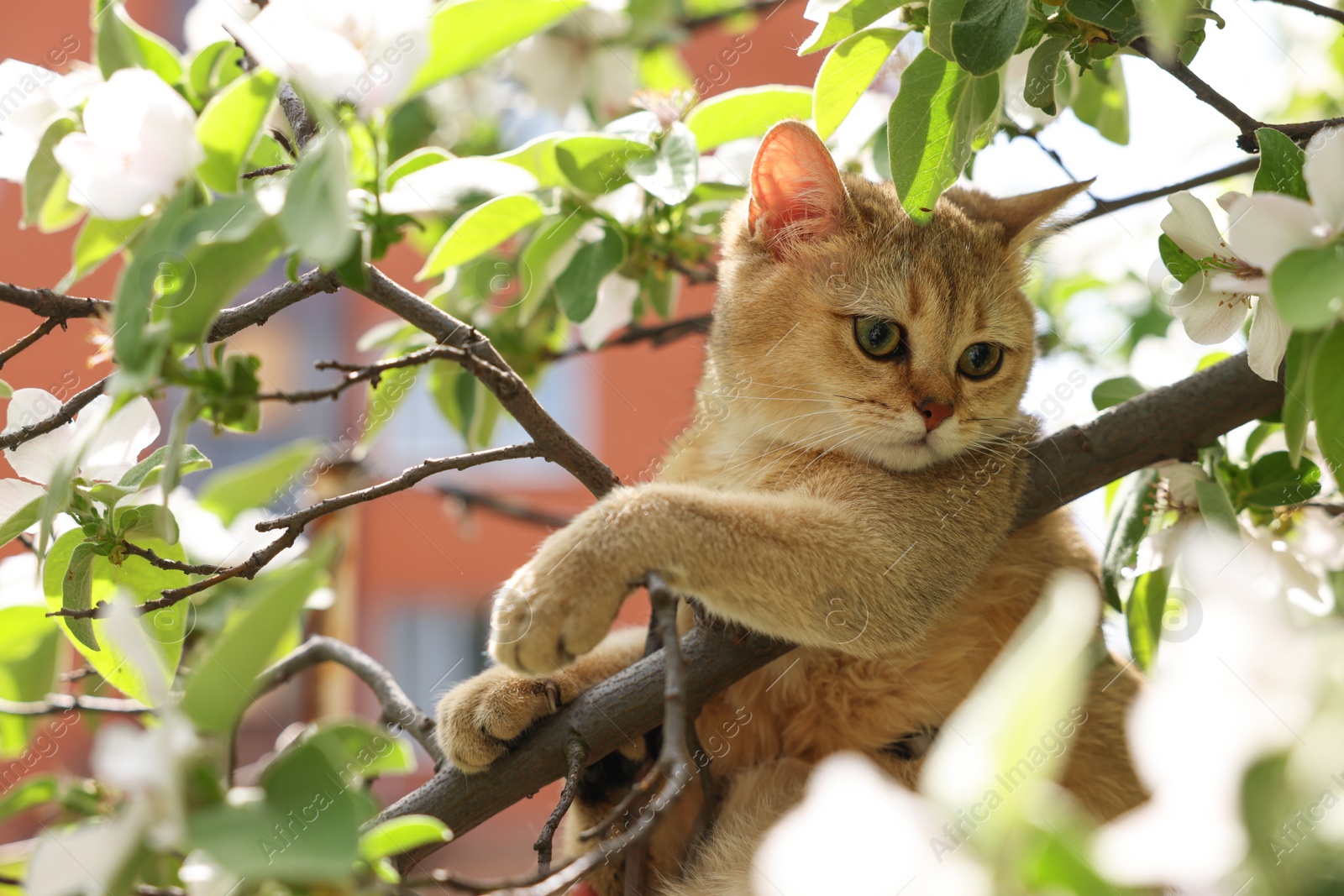 Photo of Cute cat among blossoming spring tree branches outdoors