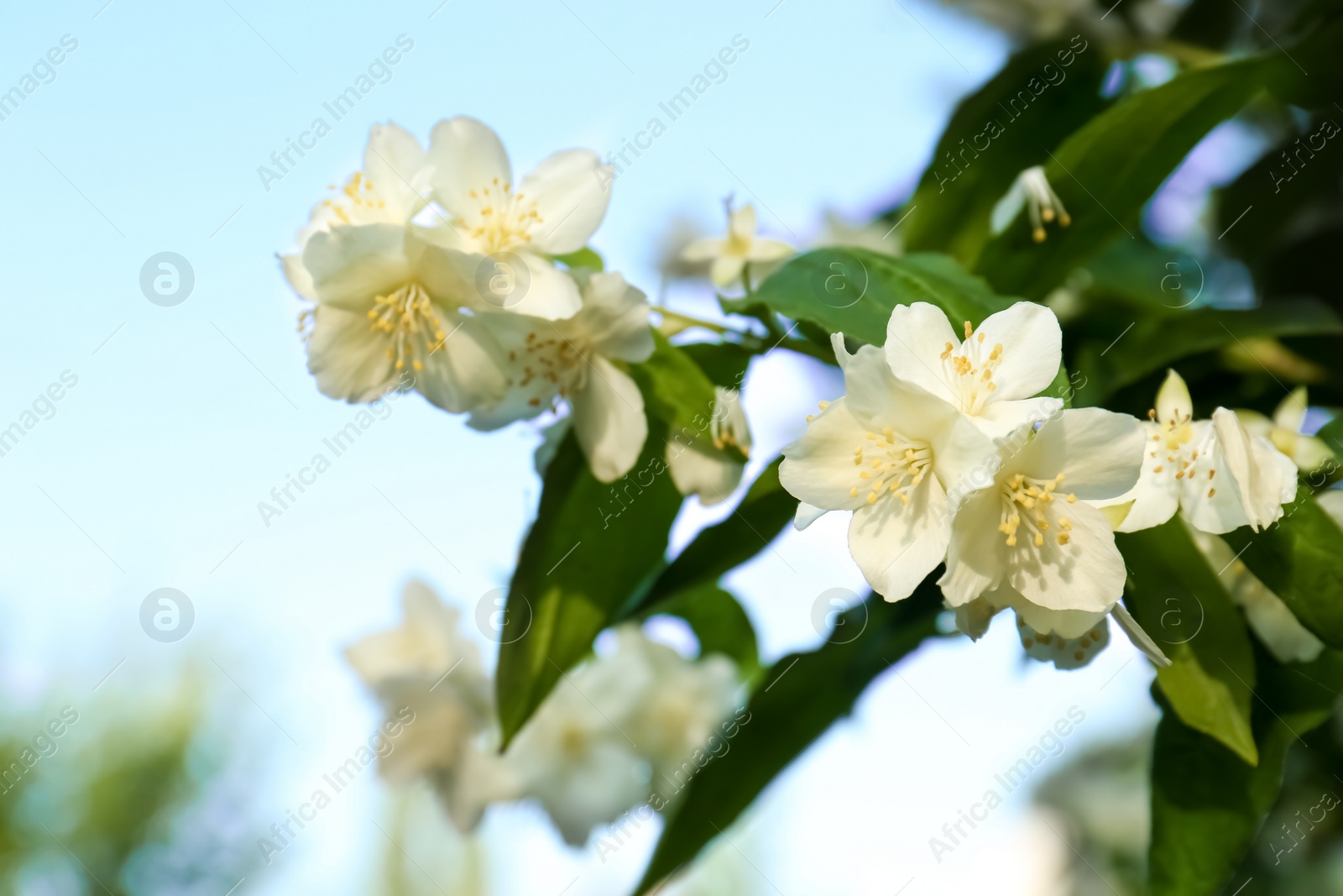 Photo of Beautiful blooming white jasmine shrub outdoors, closeup