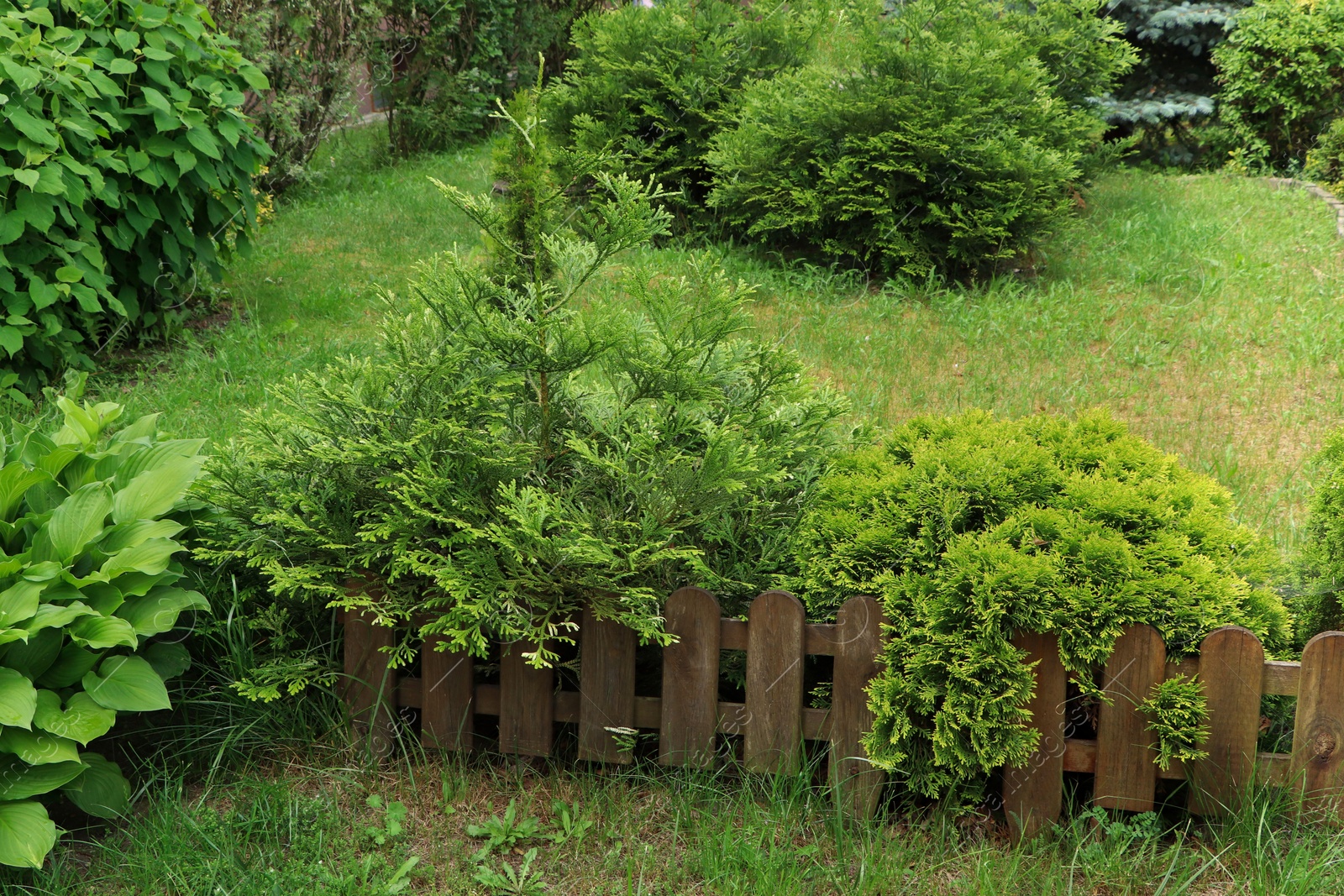 Photo of Different beautiful plants near wooden fence outdoors. Gardening and landscaping