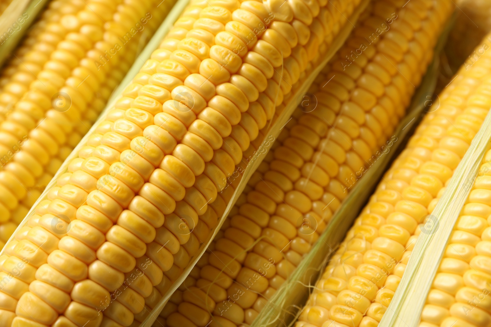 Photo of Tasty sweet corn cobs as background, closeup