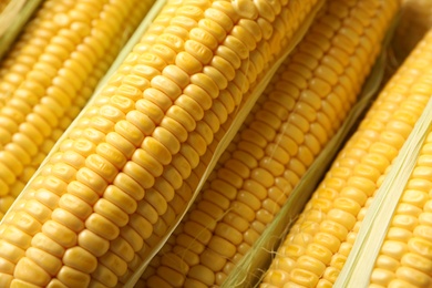 Tasty sweet corn cobs as background, closeup