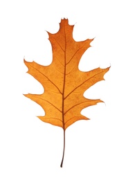 Photo of Beautiful autumn leaf on white background. Fall foliage