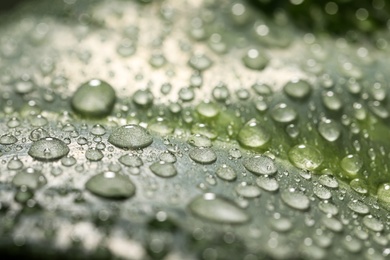 Photo of Closeup view of beautiful green leaf with dew drops as background