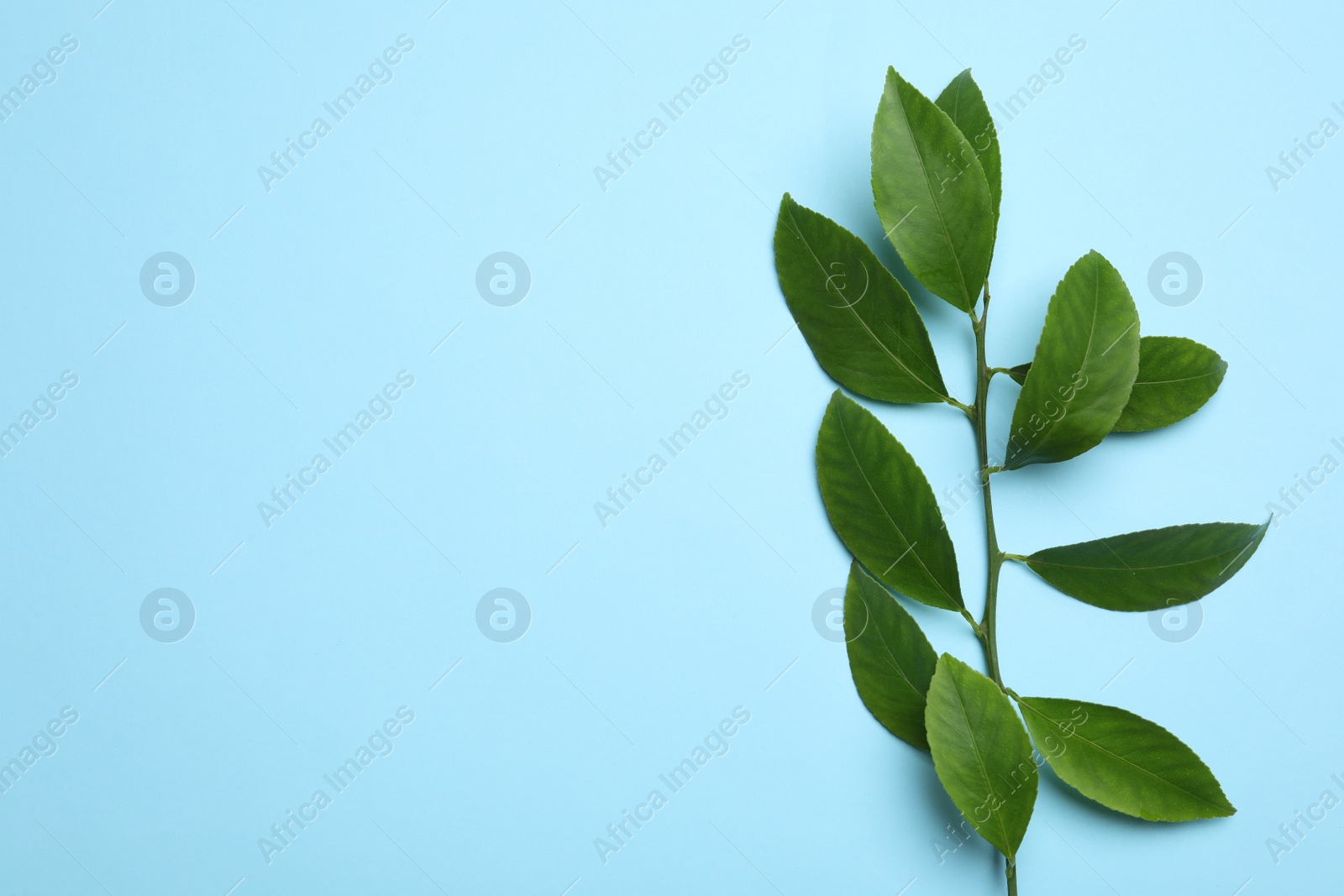 Photo of Branch of tropical citrus plant with leaves on color background, top view. Space for text