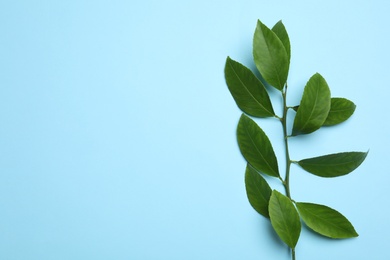 Branch of tropical citrus plant with leaves on color background, top view. Space for text