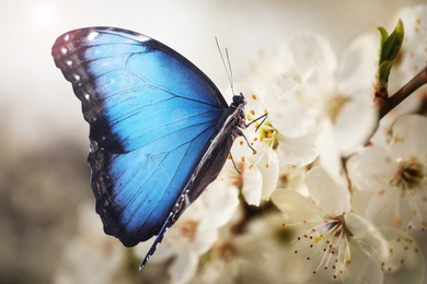 Image of Beautiful common morpho butterfly on blossoming tree branch, closeup